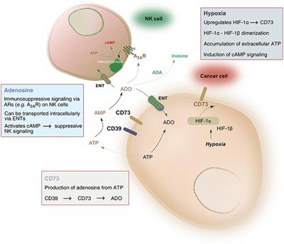 Immunometabolic Dysfunction of Natural Killer Cells Mediated by the Hypoxia-CD73 Axis in Solid Tumors